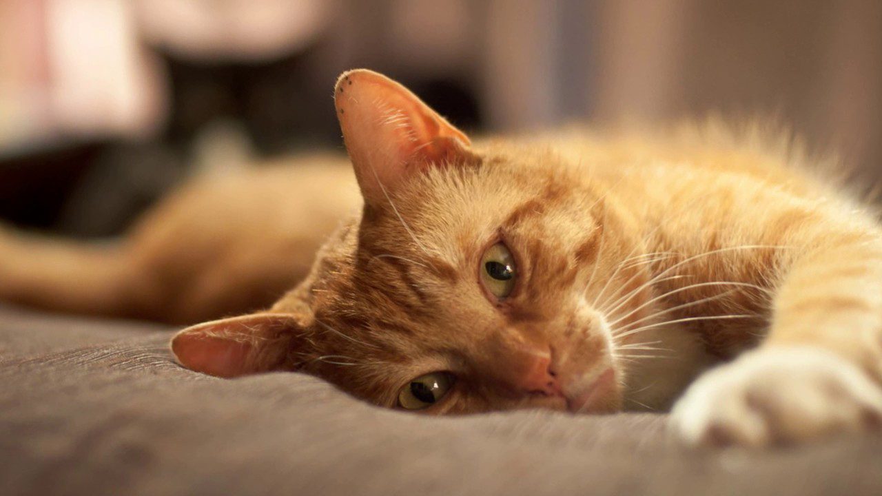 Зображення видалено.